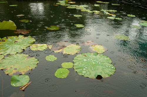 雨季